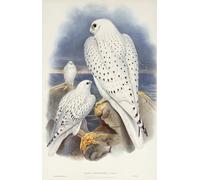 PMEFGJDPE Dipinti Famosi Arte Stampa Tela Stampa di Immagini Tela Animal Halcón de Groenlandia de John Gould per la Decorazione Della Parete 60x90cm