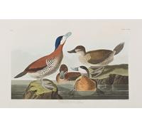 PMEFGJDPE Dipinti Famosi Arte Stampa Tela Stampa di Immagini Tela Ilustración de Aves de América por John Audubon per la Decorazione Della Parete 60x90cm