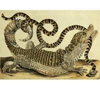 PMEFGJDPE Dipinti Famosi Poster Murale Poster Parete Quadri Cocodrilo y serpiente de Maria Si per la Decorazione Domestica dell'ufficio 60x90cm
