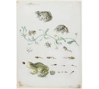 PMEFGJDPE Dipinti Famosi Stampa Pittura Arte Murale Della Pittura Metamorfosis de un Andflower de Maria Si per L'arredamento del Soggiorno 60x90cm