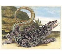 PMEFGJDPE Dipinti Famosi Stampa Pittura Arte Murale Della Pittura Sauvegarde de Maria Sibylla Merian per L'arredamento del Soggiorno 60x90cm
