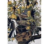 PMEFGJDPE Famoso Arte Stampa Tela Stampa di Immagini Tela Sinsontes y serpientes de cascabel de Birds of America de John Jame Audubon per la Decorazione Della Parete 60x90cm