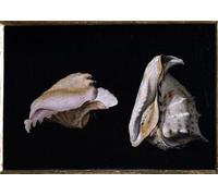 PMEFGJDPE Famoso Poster Murale Poster Parete Quadri Pintura de dos conchas de Girolamo Savoldo per la Decorazione Domestica dell'ufficio 60x90cm