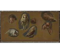PMEFGJDPE Famoso Stampa Pittura Arte Murale Della Pittura Peahen y la cabeza de unde Jacques Laurent Agasse per L'arredamento del Soggiorno 60x90cm