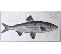 PMEFGJDPE Famoso Stampa Tela Poster Artistico Poster Salmon Pub de Ludwig Kruger per L'arredamento Della Camera da Letto 60x90cm