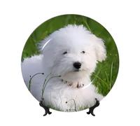 POEZJZW Bichon on the Grass Pattern Bone China Piatto piano decorativo Artigianato Decorazione perfetta per casa, ufficio e caffetteria 20,3 cm