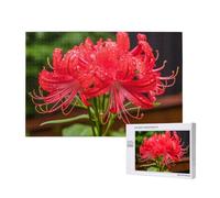 Poezjzw Puzzle Per Adulti 1000 Pezzi Adatto Per Il Tempo Libero Famiglia E Migliorare Hands-On Abilità Red Spider Lily Pattern