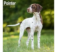 Pointer 2026 Calendar | Square Wall Calendar | Dog Breed Gift | Plastic Free Packaging | by Avonside Publishing