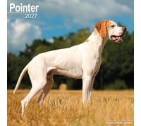Pointer 2027 Calendar | Square Wall Calendar | Dog Breed Gift | Plastic Free Packaging | by Avonside Publishing
