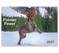 Pointer Power (Wall Calendar 2027 DIN A3 landscape), CALVENDO 12 Month Wall Calendar: German wire-haired Pointer rocking all seasons in pure nature settings