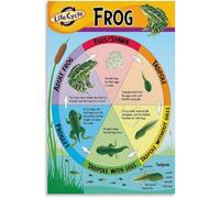 Poison Dart Frog Life Cycle Poster Tropical Biology Art