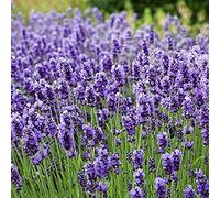 Pole Green Beans Gemüsesamen Seeds ONLY
