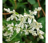 poligono del Giappone - resistente decorazione d'appartamento esotiche tetti verdi balcone semi di 30pcs