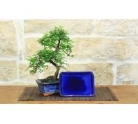 Pollice Verde - Bonsai Zelkova Parvifolia 6 Anni - Pianta Vera da Esterno e Interno in Vaso Ceramica (15cm) - Olmo Cinese Resistente e Decorativo, Idea Regalo (BONSAI + SOTTOVASO)