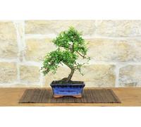 Pollice Verde - Bonsai Zelkova Parvifolia 6 Anni - Pianta Vera da Esterno e Interno in Vaso Ceramica (15cm) - Olmo Cinese Resistente e Decorativo, Idea Regalo (SOLO BONSAI)