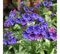 polmonaria - d'appartamento esotiche semi giardino ornamentali 160pcs