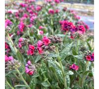 polmonaria - semi di medicinali selvatici balcone decorazione giardino balcone riverdimento tetti interni esotici 500pcs