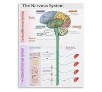 Polyvagal Theory and Nervous System States Chart Educational Reference Poster Canvas Wall Art for Therapy or Counseling Office(Unframed,16x24inch(40x60cm))