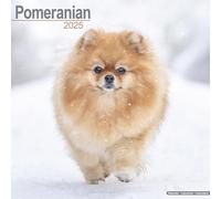 Pomeranian 2025 Square Wall Calendar | Dog Breed Calendar