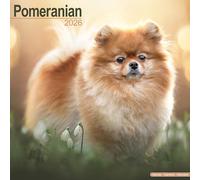 Pomeranian Calendar 2026 Square Dog Breed Wall Calendar - 16 Month
