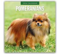 Pomeranians - Zwergspitz - Pomeranian Zwergspitz 2026 - 16-Monatskalender: Original Red Robin Publishing Ltd-Kalender [Mehrsprachig] [Kalender]