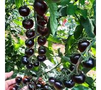 pomodori balcone,decorazioni per il giardino esterno semi biologici,facili resistenti,adatte a serre e balconi.200semi