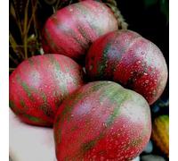 pomodori - biologici, varietà antiche serre balcone giardino sul balcone resistenti in vaso interno arredamento del soggiorno copertura del terreno 150semi