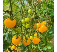 pomodori giardino,in vaso Aiuole rialzate per il giardino,esterno semi di,resistenti per l'semi di invernali,resistenti all'ombra,500semi