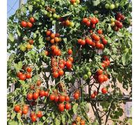 pomodori grosella - semi di orta inverno resistenti Semi di pomodoro varietà antiche per balcone giardino 80pcs