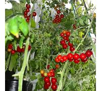 Pomodori Johannisbeer insieme semi di ortaggi antiche varietà pomodoro le scalatrici sono resistenti semi balcone giardino resistenti per 10pcs