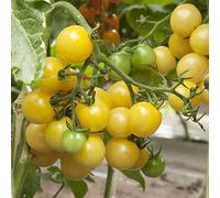 pomodori - semi di semi di pomodoro interno balcone sostenibili resistenti giardino decorazioni giardino per esterni in 225semi