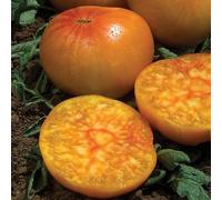 POMODORO ANANAS NR.50 SEMI | Striato Giallo e Arancio, Succoso e Dolce, Sapore Leggermente Acido, Facile da Coltivare