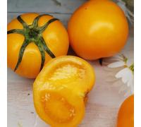 pomodoro, antiche varietà serre balcone giardino 30semi