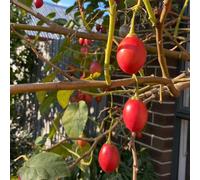Pomodoro arboreo tamarillo - semi di in rialzata rare varietà antiche di Semi biologici, varietà antiche balcone con Coltivare rampicanti 350semi