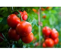 Pomodoro"Babinicz" - campo, determinato, varieta precoce - semi