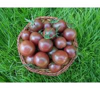 Pomodoro Ciliegia Nera 10 semi (Black Cherry)