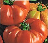 POMODORO COSTOLUTO FIORENTINO NR.100 SEMI