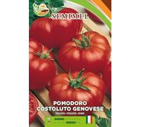 Pomodoro Costoluto Genovese - Frutti Costoluti e Sapori Intensi, Pianta Rustica e Resistente 1 confezione