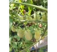 Pomodoro Datterino Verde Semi - 20 Semi