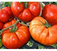 - Pomodoro gigante - fino a 2 kg! - Pomodoro Brutus - 50 semi selezionati - NPWS