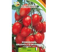 Pomodoro Inverno a Grappolo - Frutti Rossi e Rotondi con Protuberanza a Goccia, Pianta Vigorosa e Produttiva 1 confezione