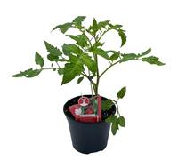 Pomodoro Lungo Pianta in Vaso | Pomodoro da Salsa Italiano per Orto e Balcone | Pianta Produttiva con Frutti Allungati e Polpa Densa | Facile da Coltivare