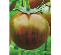 Pomodoro * Nero Zebra * 10 * Semi atici & Fruity * pomodoro Seeds Seeds ONLY