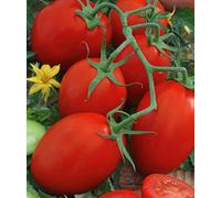 Pomodoro"Pikador" - campo, a forma di pera, varieta molto carnosa - semi