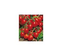 POMODORO PRINCIPE BORGHESE 200 SEMI