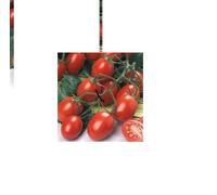 pomodoro RAMINO FI determinato buste x 1000 s n.3 SEMI SPECIAL L'ORTOLANO