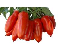 Pomodoro San Marzano 10 semi