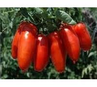 POMODORO SAN MARZANO GIGANTE 2 ALTO NR.100 SEMI