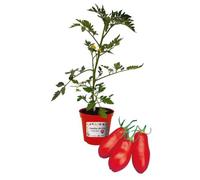 Pomodoro San Marzano innestato pianta vera pronta per il trapianto, Piantine da orto,da balcone,vaso da 1 piantina