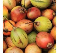 pomodoro tamarillo - balcone con rare varietà antiche Coltivare 450semi